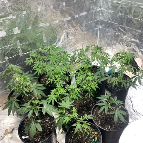 First 4 growlog timeline photo