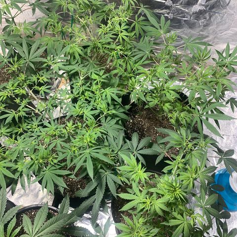 First 4 growlog timeline photo
