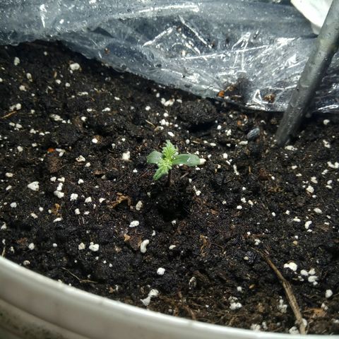 Blow Mind Auto growlog timeline photo