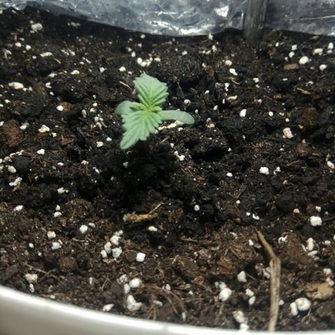 Blow Mind Auto growlog timeline photo