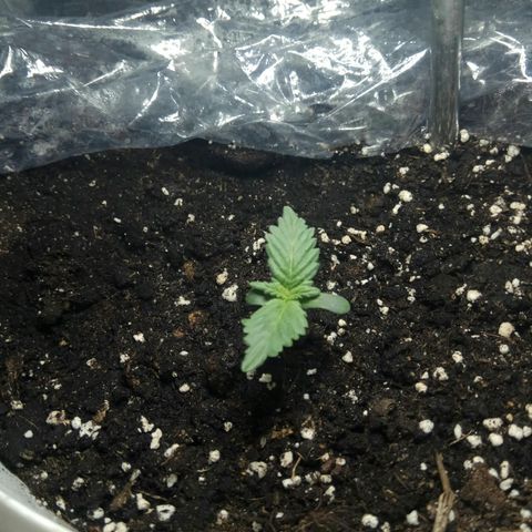 Blow Mind Auto growlog timeline photo