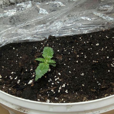 Blow Mind Auto growlog timeline photo