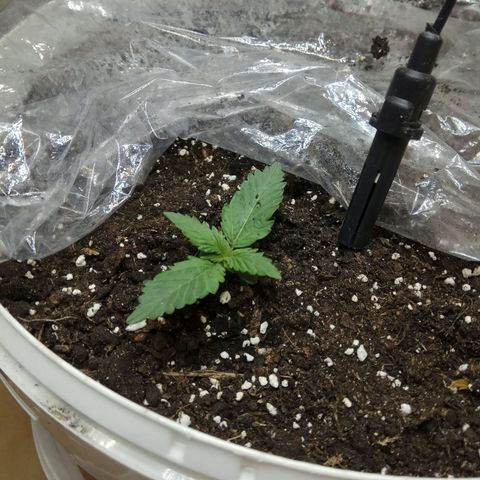 Blow Mind Auto growlog timeline photo