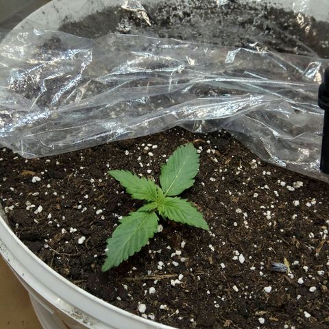 Blow Mind Auto growlog timeline photo