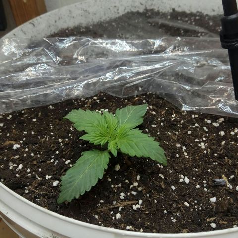 Blow Mind Auto growlog timeline photo