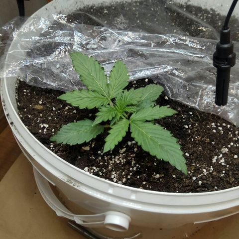 Blow Mind Auto growlog timeline photo