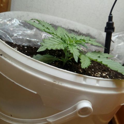 Blow Mind Auto growlog timeline photo