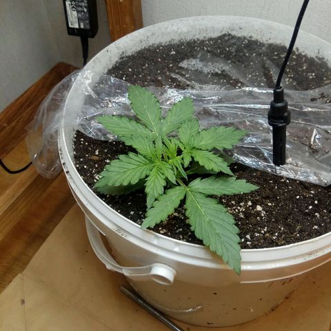 Blow Mind Auto growlog timeline photo