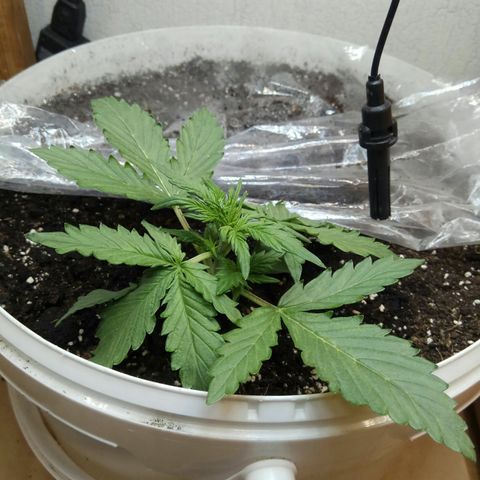 Blow Mind Auto growlog timeline photo
