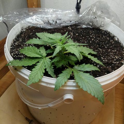 Blow Mind Auto growlog timeline photo