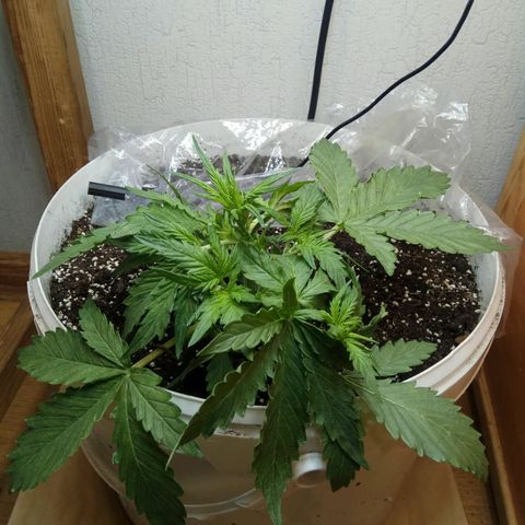 Blow Mind Auto growlog timeline photo