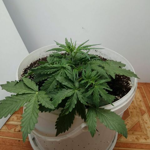 Blow Mind Auto growlog timeline photo