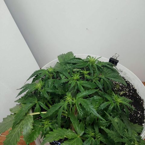 Blow Mind Auto growlog timeline photo