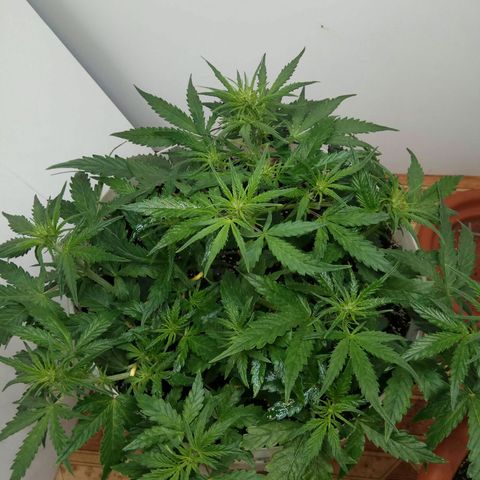 Blow Mind Auto growlog timeline photo