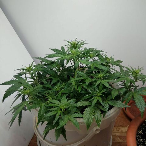 Blow Mind Auto growlog timeline photo