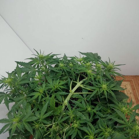 Blow Mind Auto growlog timeline photo