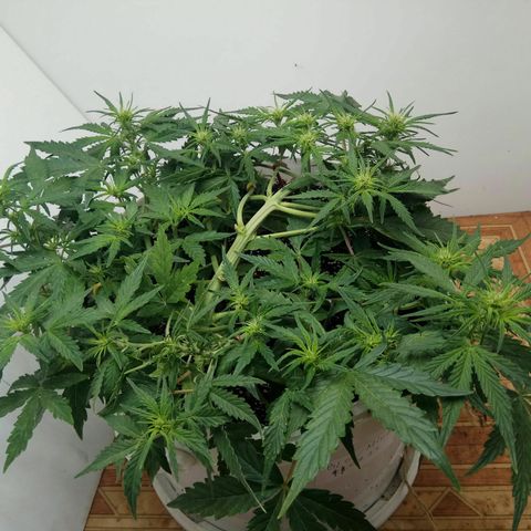 Blow Mind Auto growlog timeline photo