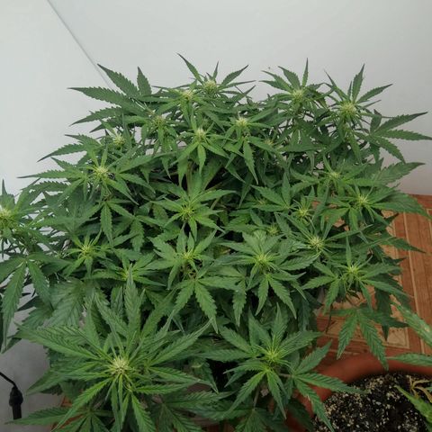 Blow Mind Auto growlog timeline photo