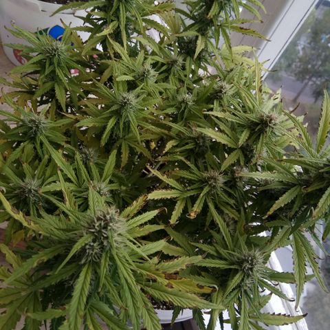 Blow Mind Auto growlog timeline photo