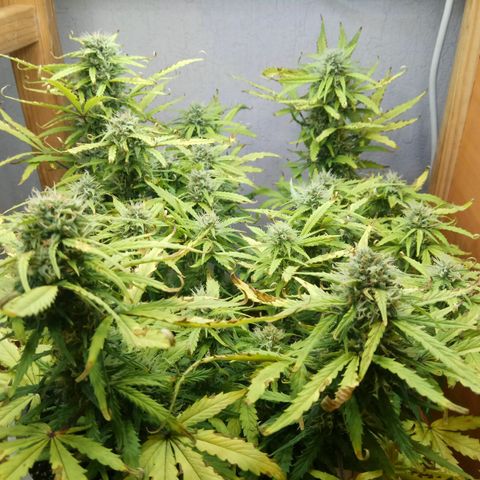 Blow Mind Auto growlog timeline photo