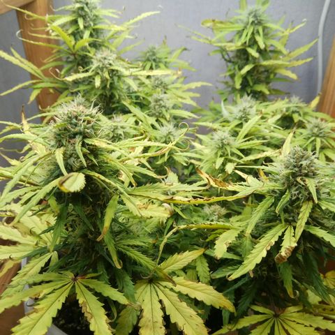 Blow Mind Auto growlog timeline photo