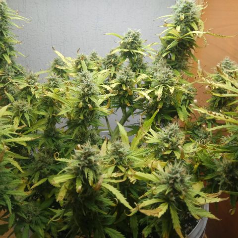 Blow Mind Auto growlog timeline photo
