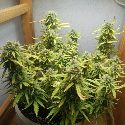 Blow Mind Auto growlog timeline photo