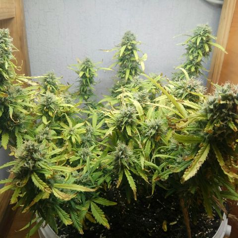 Blow Mind Auto growlog timeline photo
