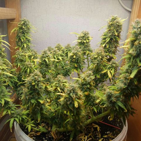 Blow Mind Auto growlog timeline photo