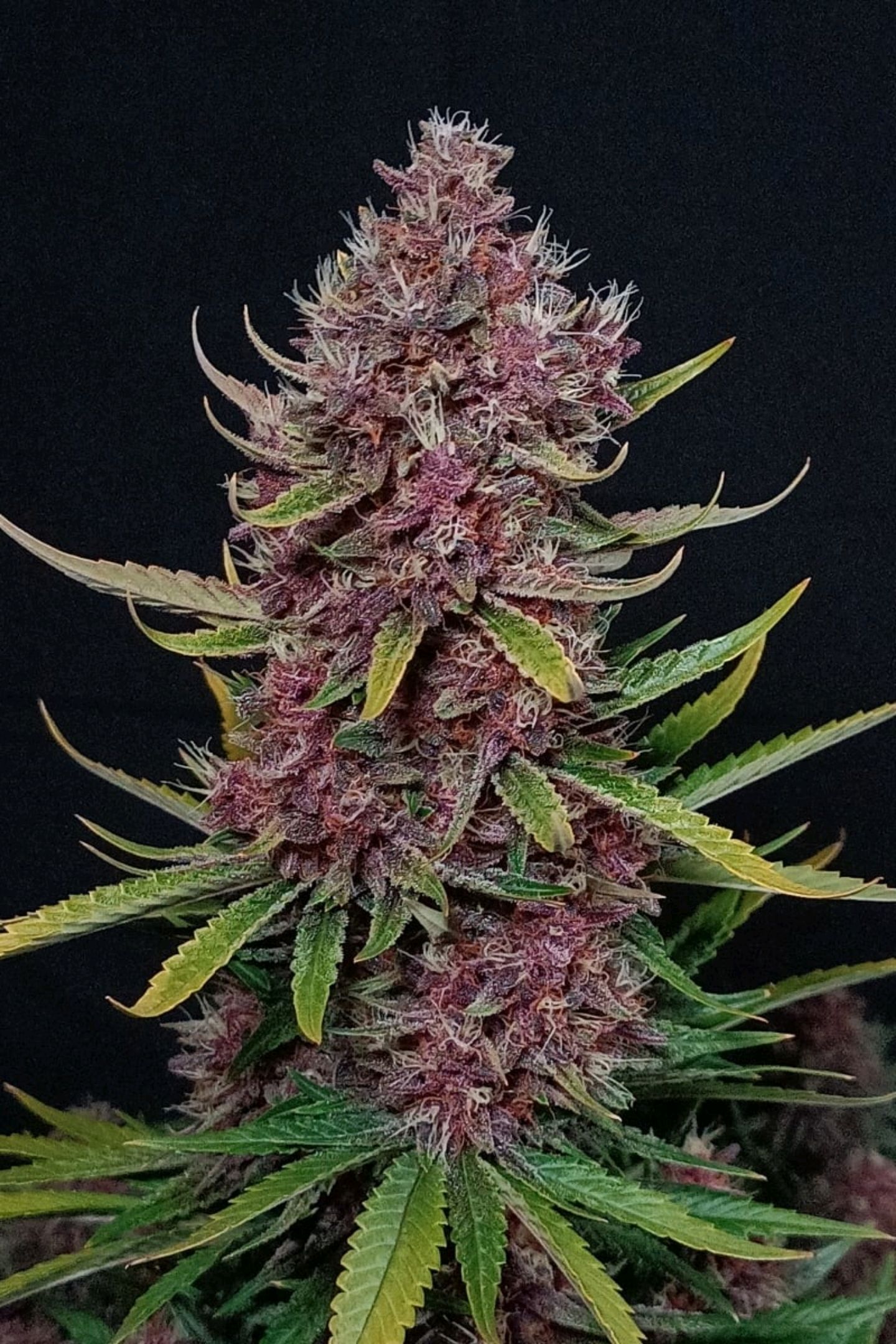 Fastbuds Ztrawberries Auto growlog header