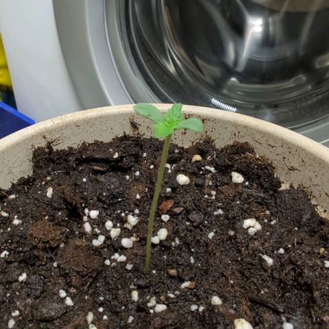 Fastbuds Ztrawberries Auto growlog photo