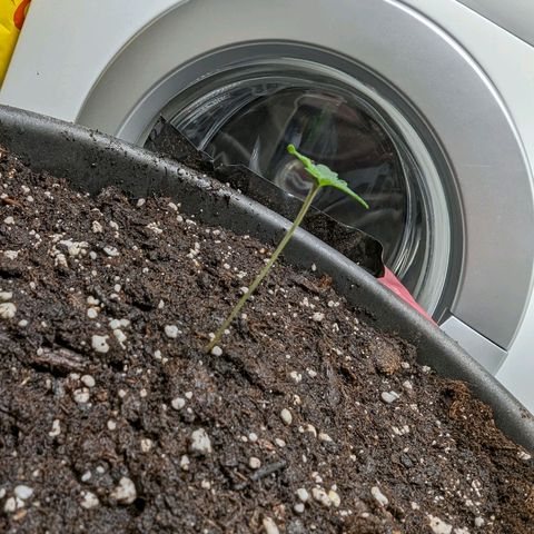 Fastbuds Ztrawberries Auto growlog photo