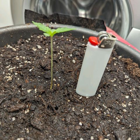 Fastbuds Ztrawberries Auto growlog photo