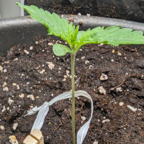 Fastbuds Ztrawberries Auto growlog photo