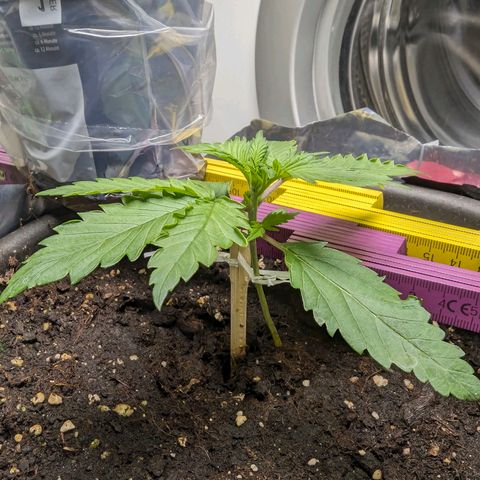 Fastbuds Ztrawberries Auto growlog photo: Wasser 0,5l/Tag mit 0,5g Dünger
