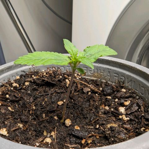 Son of a Peach growlog photo: Wasser nach Bedarf mit 0,5g/Liter Dünger