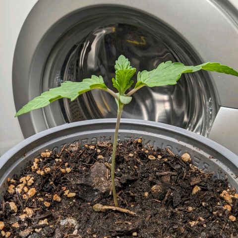 Fat Bastard  growlog photo: Wasser nach Bedarf mit 0,5g/Liter Dünger