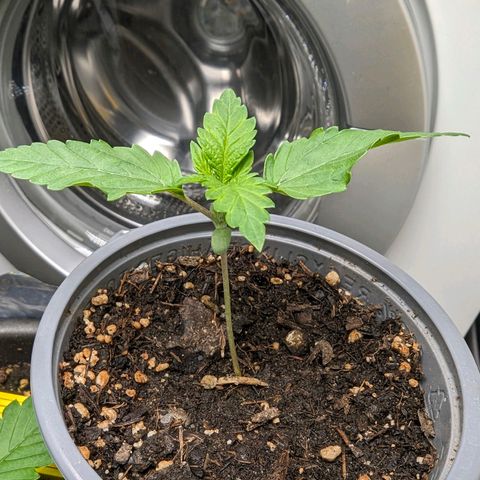 Fat Bastard  growlog timeline photo