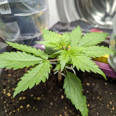 Fastbuds Ztrawberries Auto growlog timeline photo