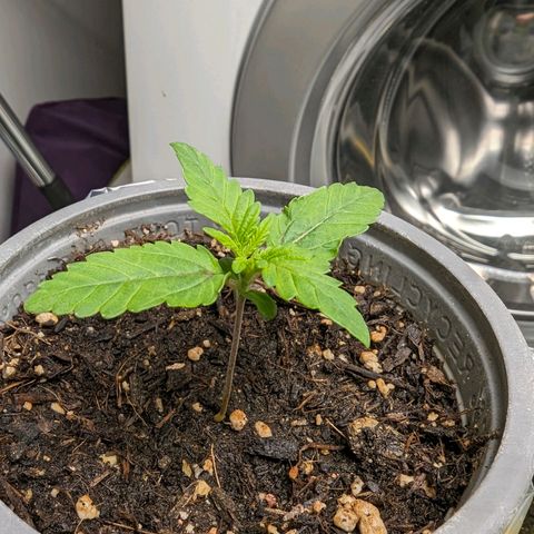 Son of a Peach growlog timeline photo