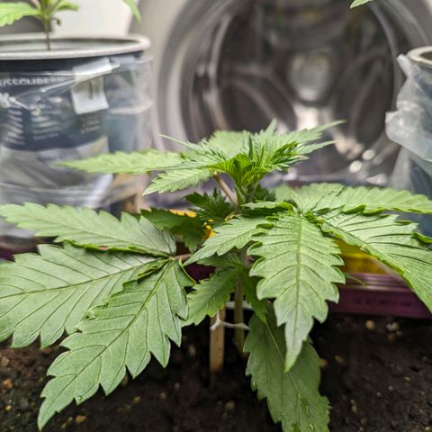 Fastbuds Ztrawberries Auto growlog photo: Täglich 500-750ml Wasser mit 1g/l Greenhouse Feeding Hybrid