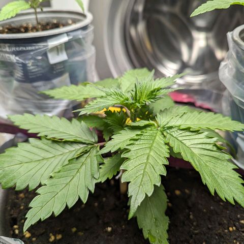 Fastbuds Ztrawberries Auto growlog photo: Täglich 500-750ml Wasser mit 1g/l Greenhouse Feeding Hybrid