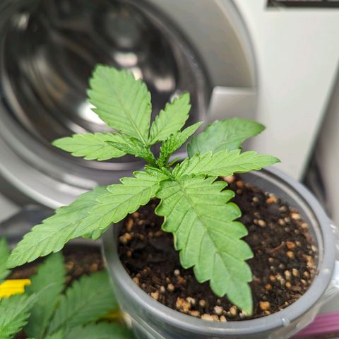 Fat Bastard  growlog timeline photo
