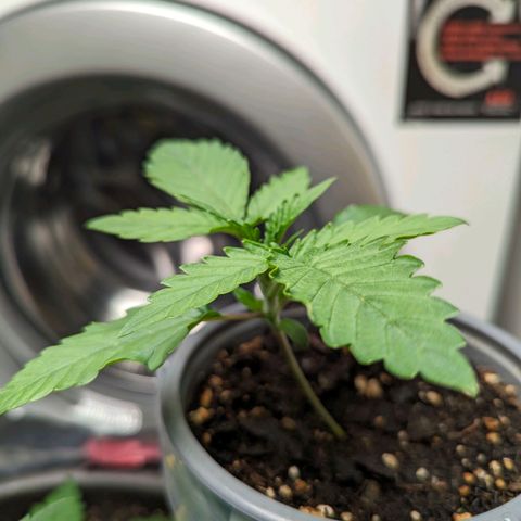 Fat Bastard  growlog timeline photo
