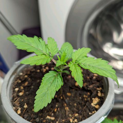Son of a Peach growlog timeline photo