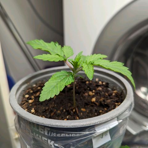 Son of a Peach growlog timeline photo