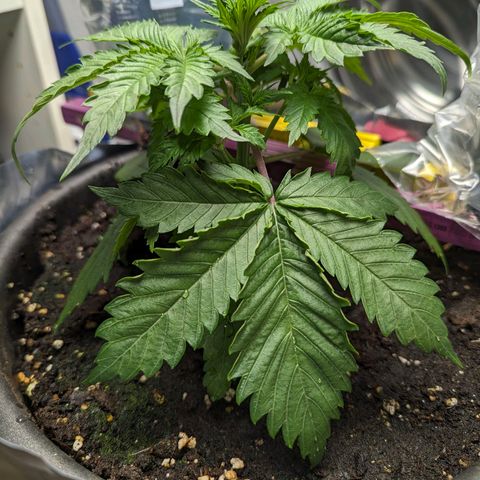 Fastbuds Ztrawberries Auto growlog photo: 1l Greenhouse Feeding Hybrid mit 1g/l