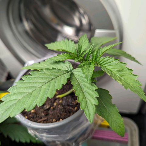 Fat Bastard  growlog photo: 0.5l Greenhouse Feeding Hybrid mit 1g/l
Die Kleine macht bissl eine auf Bonsai. Egal, hauptsache ihr geht's gut.
