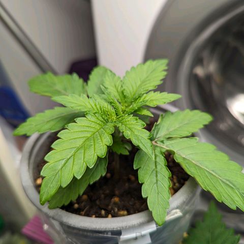 Son of a Peach growlog photo: 0.5l Greenhouse Feeding Hybrid mit 1g/l