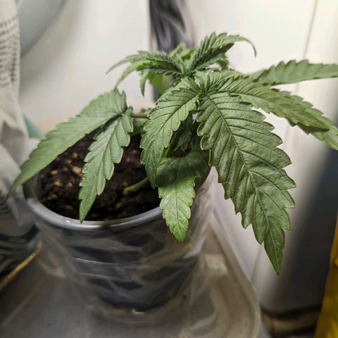 Fat Bastard  growlog photo: Gegossen mit normalem Düngerverhältnis und gesund.